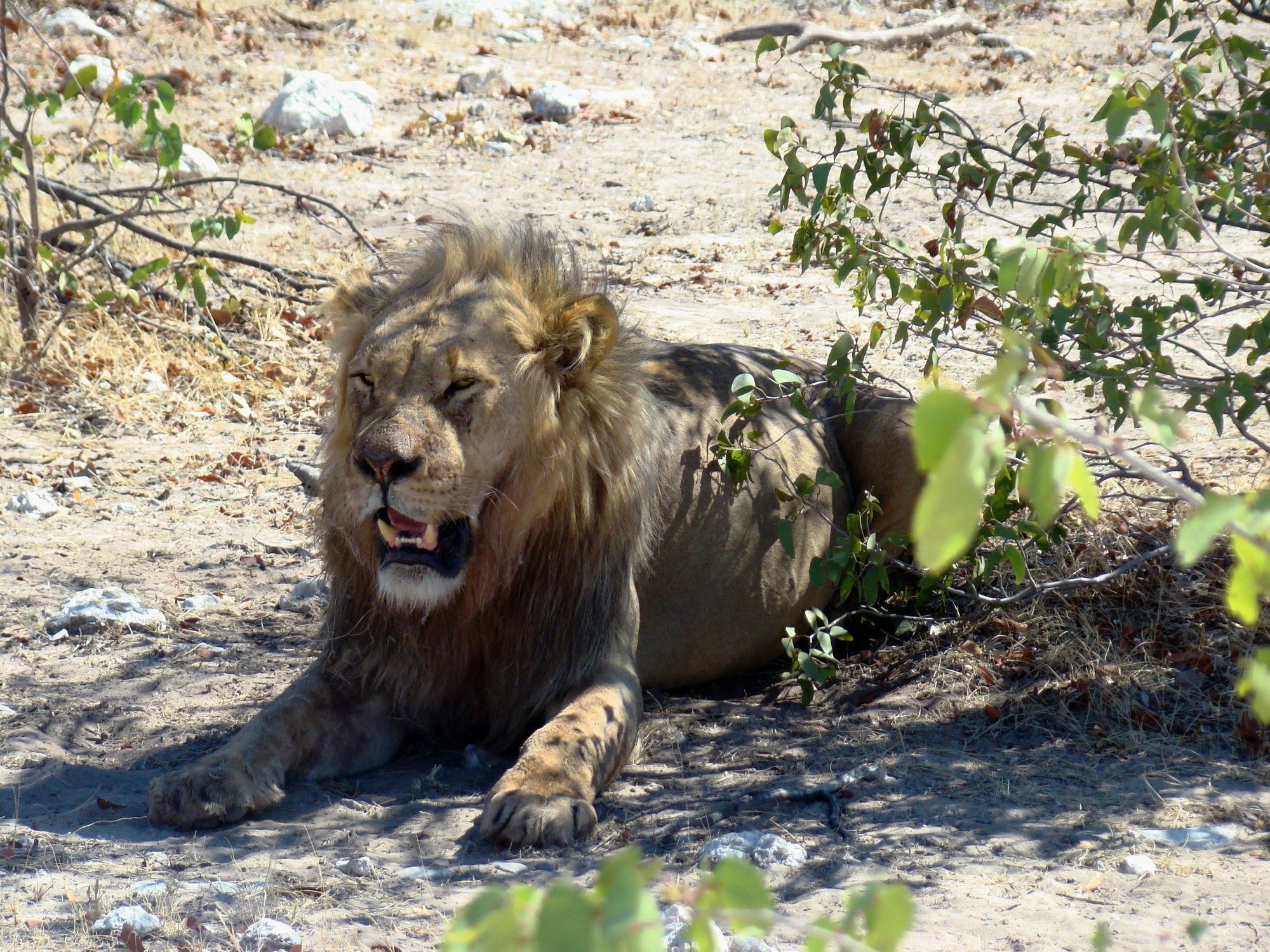 Gondwana Etosha Safari Lodge Okaukuejo Exterior photo